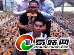 灵芝带来的喜悦