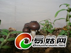 与石斛共生的光柄菇