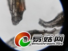 天麻的种皮与胚