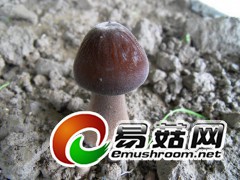 长根菇