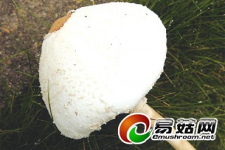 武夷山發(fā)現(xiàn)高達(dá)70厘米的野生蘑菇 ()