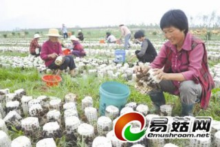 秸稈栽培食用菌變廢為寶促增收 ()