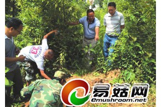 5萬(wàn)畝茯苓搭起一座致富橋 ()