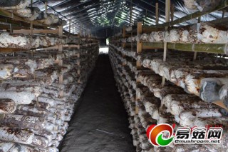 貴州錦屏縣食用菌基地建設(shè)已形成規(guī)模 ()