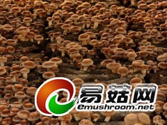 香菇栽培
