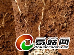 蚁巢上的蚁巢伞