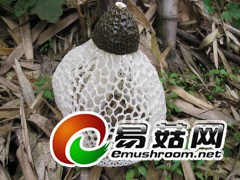 洁白的天使——长裙竹荪（Dictyophora indusiata)