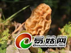 《南华羊肚菌》