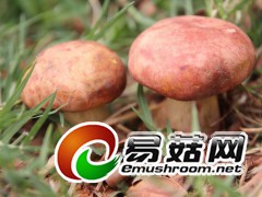 《双美—红葱菌》