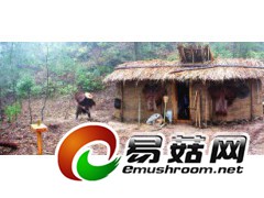 庆元县龙岩村香菇寮全景图