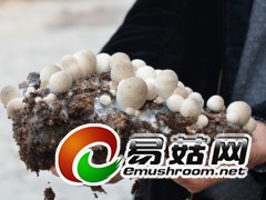 苍老的菇农(手)为我们展示他的草菇