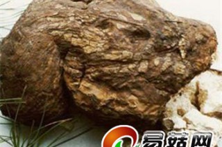 松樹(shù)蔸上種茯苓 得雙贏 ()