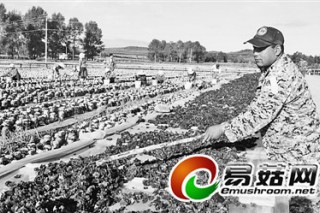 延軍農(nóng)場(chǎng)打造黑木耳產(chǎn)業(yè)基地 ()
