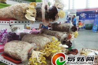 “蘑菇王子”張金虎攜盆栽趕大集 ()