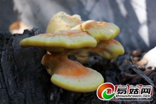 新疆奎屯一市民發(fā)現(xiàn)天然野生靈芝 ()