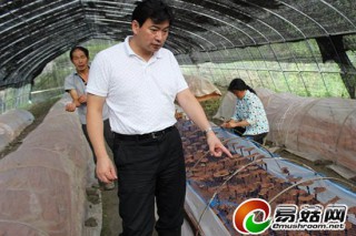 張勁松研究員赴食用菌所技術(shù)合作的靈芝基地指導(dǎo) ()