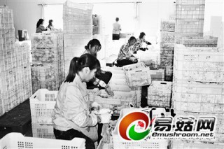 農(nóng)行承德分行平泉縣支行扶助縣域小微企業(yè)發(fā)展食用菌生產(chǎn) ()