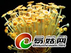 黄色金针菇-应正河