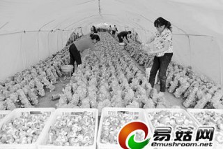 甘肅隴南兩當(dāng)縣食用菌產(chǎn)業(yè)培育 ()