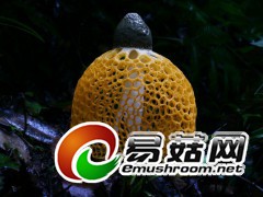 原始森林中多彩的蘑菇世界—黄裙竹荪（陈作红摄）