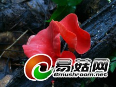 原始森林中多彩的蘑菇世界—绯红肉盘菌（陈作红摄）