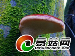 原始森林中多彩的蘑菇世界—牛舌菌（陈作红摄）