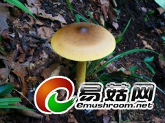 原始森林中多彩的蘑菇世界—橙盖鹅膏（陈作红摄）