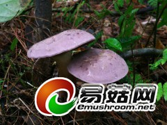 原始森林中多彩的蘑菇世界—粉孢牛肝菌（陈作红摄）2