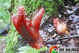 日本山形縣發(fā)現(xiàn)劇毒蘑菇 似從地里長(zhǎng)出手指 ()