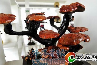 肥東活體靈芝盆景年產(chǎn)150萬(wàn)盆 暢銷海外市場(chǎng) ()