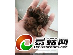 黑松耳食用菌批发，黑松耳销售，产地黑松耳批发黑松耳图1