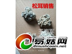 黑松耳食用菌批发，黑松耳销售，产地黑松耳批发黑松耳图2
