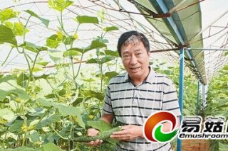 大慶：菇渣地里種出有機(jī)黃瓜 ()