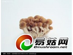 供应食品级猴头菇原料图2