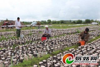 呼倫貝爾市李屯村：黑木耳鋪就致富路 ()