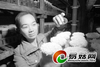 食用菌溫室栽培：產(chǎn)量是大棚五十倍 ()