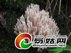 堇紫珊瑚菌(张平摄)