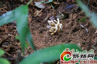 尋烏竹海有蟬花 藏在深山人漸識(shí) ()