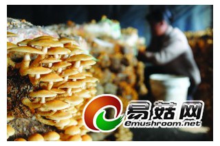 環(huán)保新點(diǎn)子: 紙尿褲上種蘑菇 ()