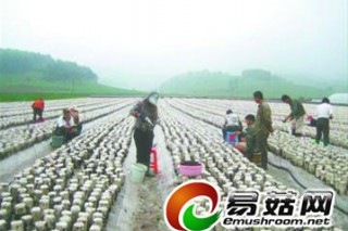 巧用資源撓貝村黑木耳成氣候 ()
