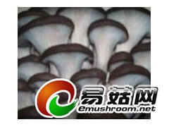 平菇菌种图1
