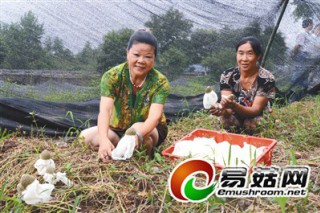 榮昌縣峰高街道竹蓀種植基地 竹蓀銷路不愁 ()