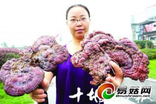 市民進(jìn)山采菌摘到兩個(gè)大靈芝 兩個(gè)都有一斤多重 ()