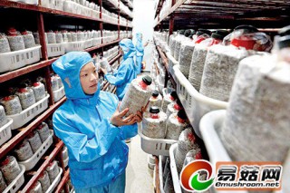 福安康厝鄉(xiāng)梧溪村杏鮑菇長(zhǎng)勢(shì)喜人 ()