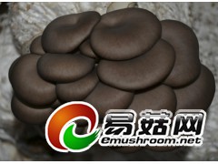 供应高产抗病平菇菌种,优质出菇菌棒图1