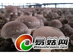 香菇 鲜品 干品图1