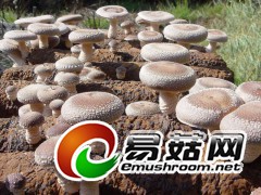 香菇 鲜品 干品图1