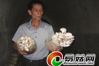 防空洞里的“循環(huán)經(jīng)濟(jì)” 袖珍菇占瀘州60%市場(chǎng) ()