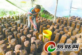 小香菇讓秀里村摘掉“臭”帽子 ()