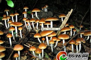 研究發(fā)現(xiàn)“致幻蘑菇”或可成為“戒煙神器” ()